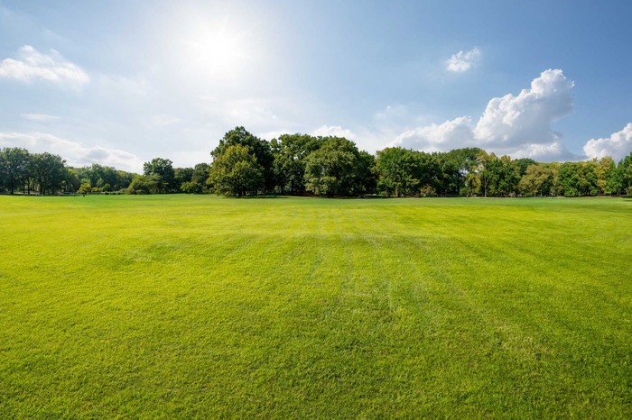 New York Central Park Grassland