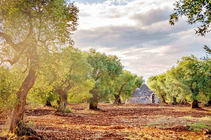 Old olive grove with trulli at sunset in Puglia (Apulia) – Italy Old olive grove with trulli at sunset in Puglia (Apulia) – Italy