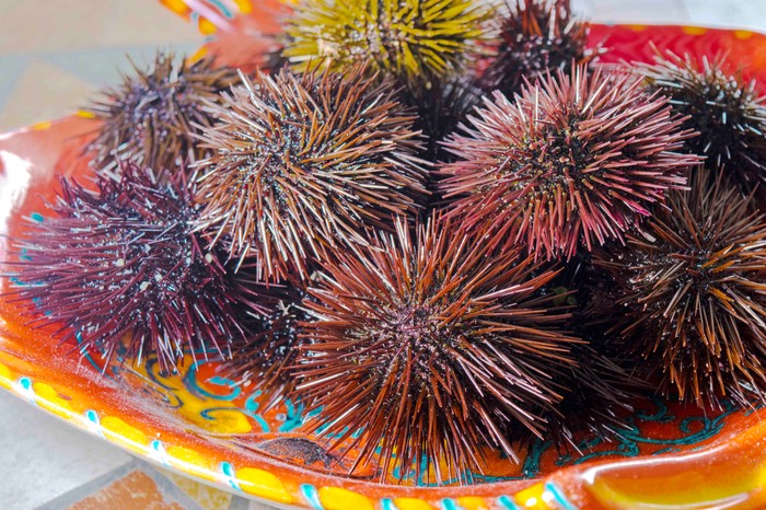 sea urchins sea urchins